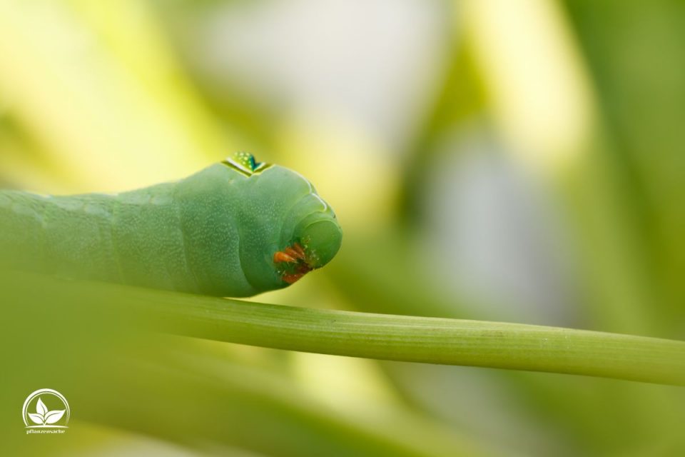 Grüne Raupe Im Garten Wie Man Sie Erkennen Kann Und Ihre Bekämpfung!