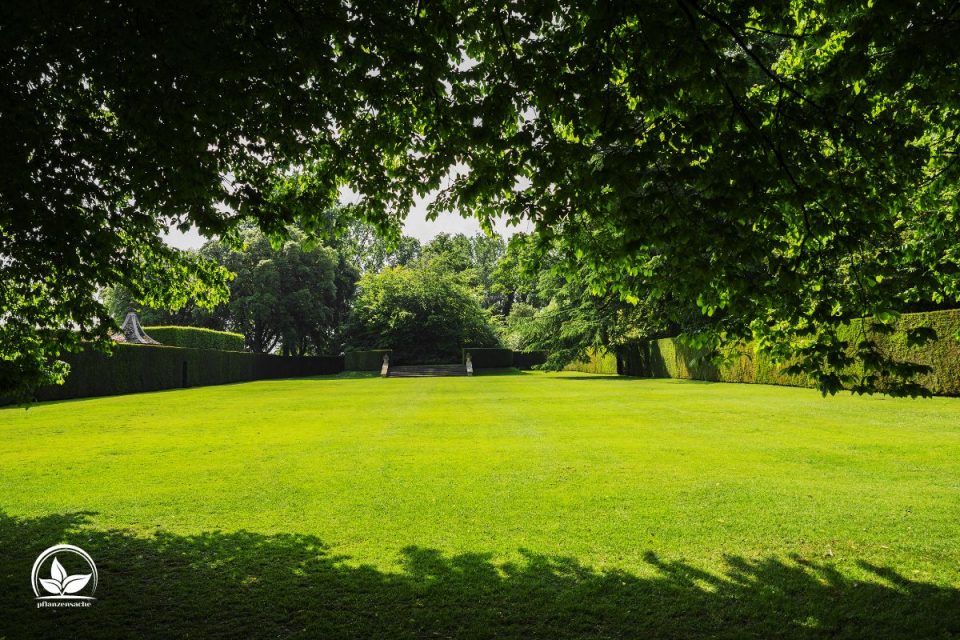 Wie Lange Braucht Rasen Zum Wachsen? Alles Über Grünen GartenTeppich