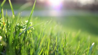 Wie Lange Braucht Rasen Zum Wachsen? Alles Über Grünen GartenTeppich