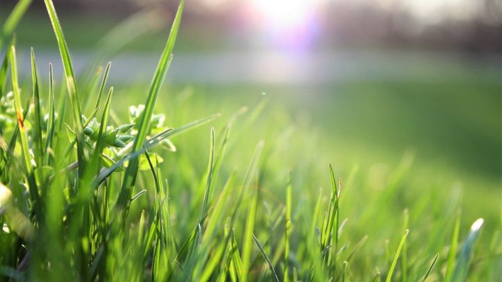 Wie Lange Braucht Rasen Zum Wachsen? Alles Über Grünen Garten-Teppich