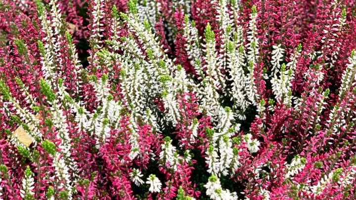 Winterheide: Wie Pflegt Man Die Pflanze Des Monats Januar?