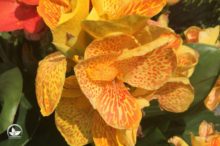Canna Pflanze (Canna Indica) Imposante Exoten Für Garten Und Terrasse
