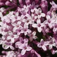 Zwerg-Flieder-Syringa-Meyeri-Palibin_-Blutenreichtum-Fur-Den-Garten