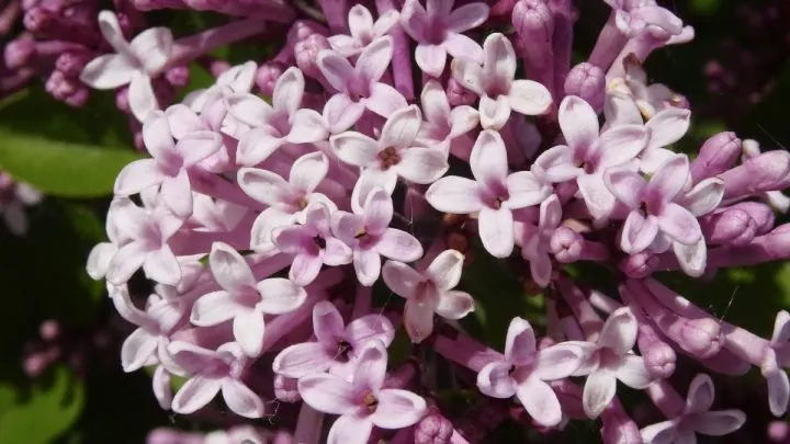 Zwerg-Flieder (Syringa Meyeri Palibin): Blütenreichtum Für Den Garten!