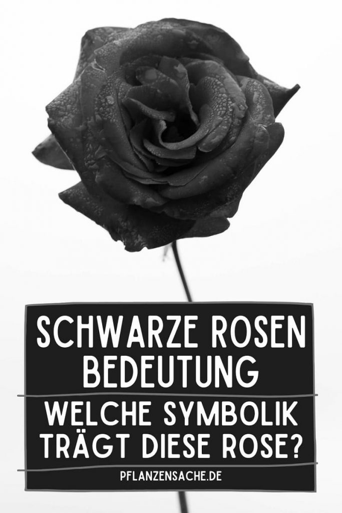 schwarze rosen bedeutung pin