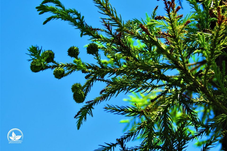 TOP 7 Exotische Nadelbäume Nadelbaum Als Grünes Highlight Im Garten