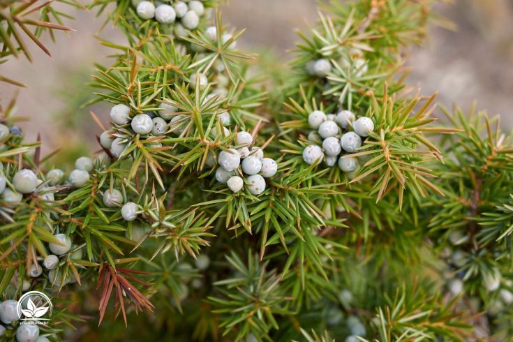 TOP 7 Exotische Nadelbäume Nadelbaum Als Grünes Highlight Im Garten!