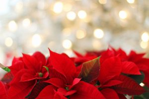 5-Weihnachtsblumen-Fur-Die-Schonste-Zeit-Des-Jahres