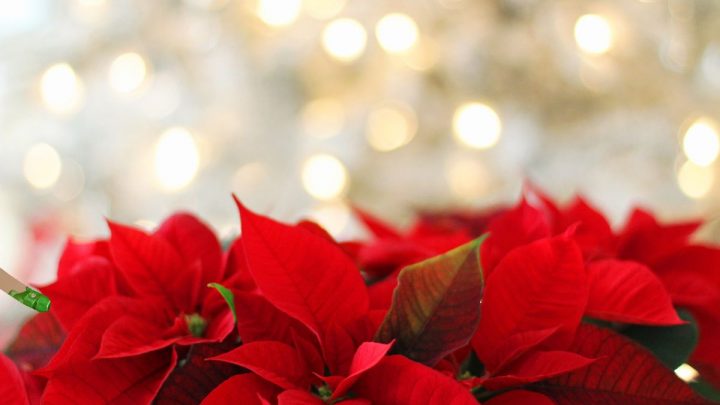 5 Weihnachtsblumen Für Die Schönste Zeit Des Jahres!