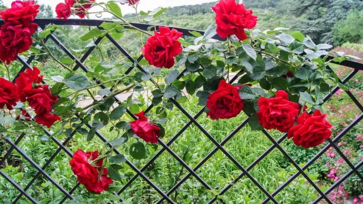 Alles Über Die Kletterrose: Blühende Kletterkünstler Für Den Garten!