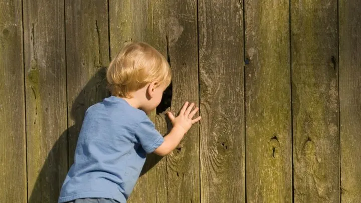 Bäume Als Sichtschutz Zum Nachbarn: Ideen Für Mehr Privatsphäre!