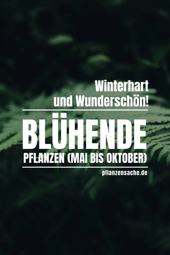 Bluhende-Pflanzen-Mai-bis-Oktober-1