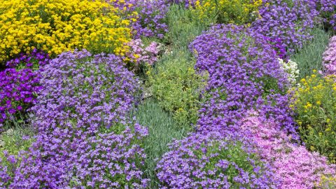 Bodendecker Dauerblüher Winterhart Buntes Meer Im Garten! Pflanzensache