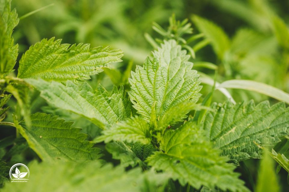 Bepflanzung Am Zaun Entlang Schön, Kreativ Und Natürlich!