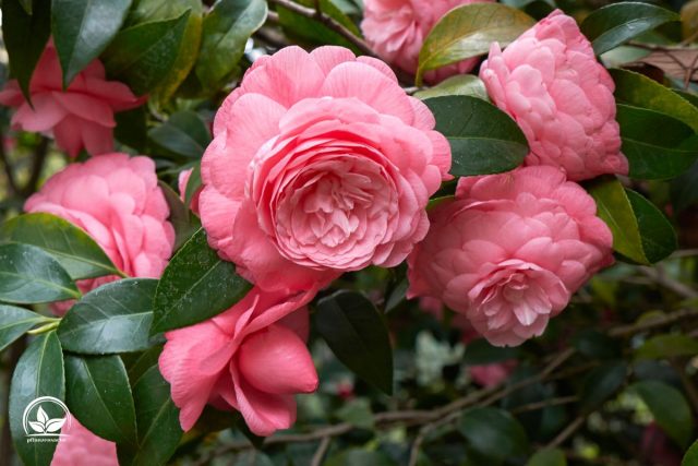 Kugelbaum Immergrün Die 9 Schönsten Sorten Für Garten Und