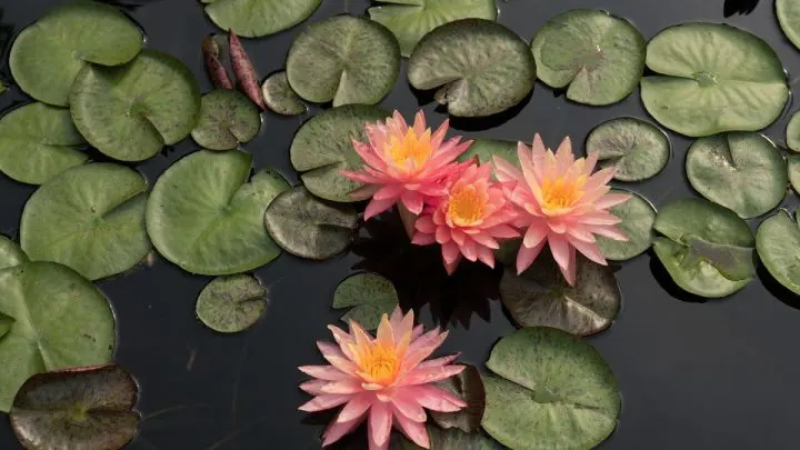 Der Mini Teich Als Blickfang: Balkonteich Anlegen Leicht & Einfach!
