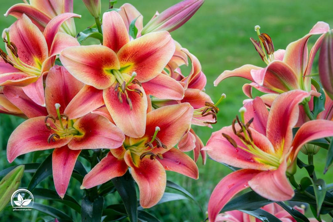 Lilien im Topf Tipps Und Tricks Zur Pflanzung Und Pflege Der Lilien