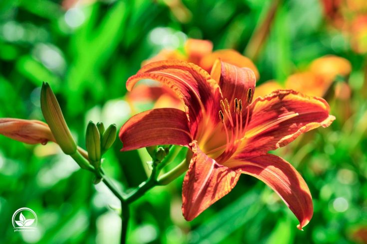 Lilien im Topf Tipps Und Tricks Zur Pflanzung Und Pflege Der Lilien