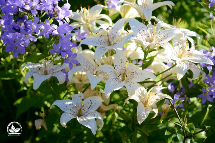 Lilien im Topf Tipps Und Tricks Zur Pflanzung Und Pflege Der Lilien