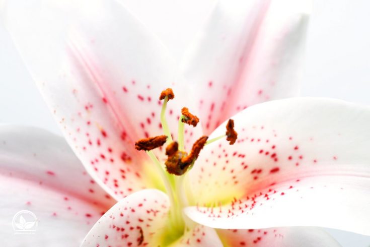Lilien im Topf Tipps Und Tricks Zur Pflanzung Und Pflege Der Lilien