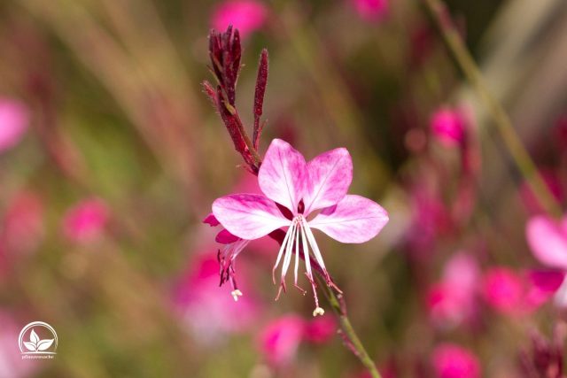 Gaura Winterhart Und Wunderschön Tipps Für Die Pflege Der Prachtkerze