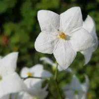 Die-Wunderschone-Kletterpflanze-Sommerjasmin-Solanum-Jasminoides