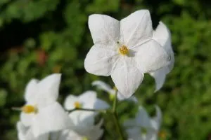 Die-Wunderschone-Kletterpflanze-Sommerjasmin-Solanum-Jasminoides