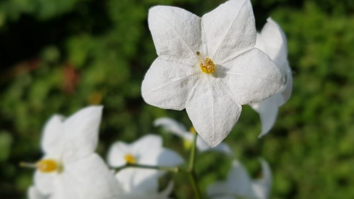Die Wunderschöne Kletterpflanze: Sommerjasmin (Solanum Jasminoides)