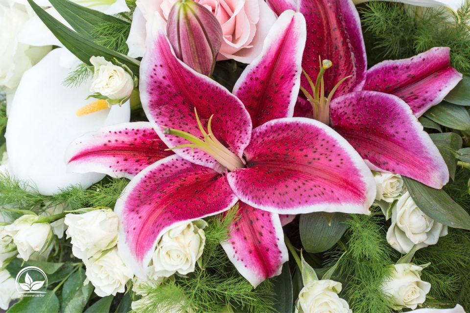 Lilien im Topf Tipps Und Tricks Zur Pflanzung Und Pflege Der Lilien! Pflanzensache