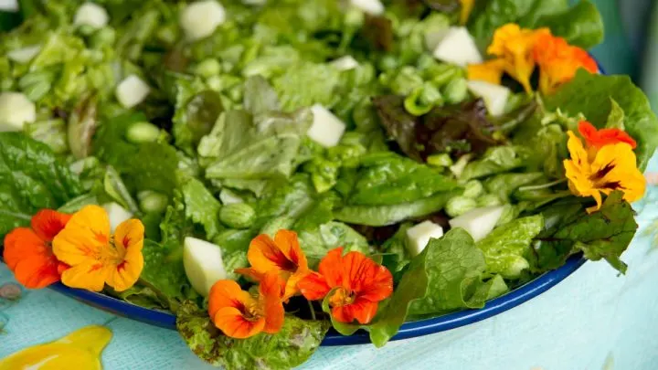 Diese Blumen Haben Essbare Blüten: Der Blütentraum Für Den Teller!