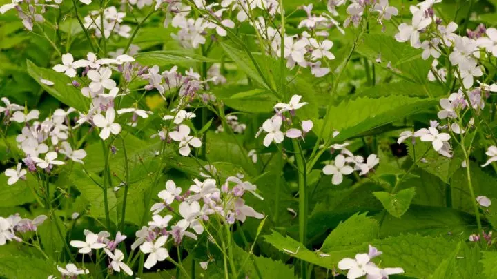 Einjähriges Silberblatt: Bunte Blüten & Silberne Blätter als Blickfang