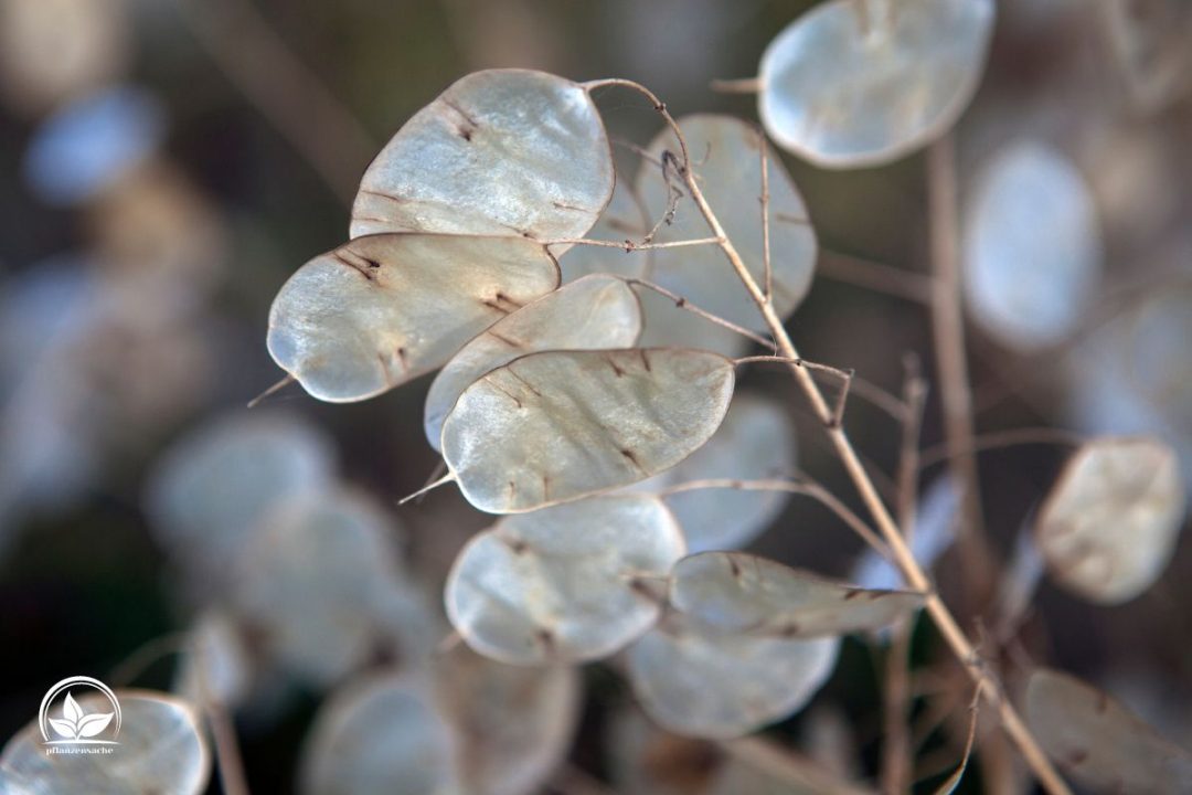 Einjähriges Silberblatt Bunte Blüten & Silberne Blätter als Blickfang