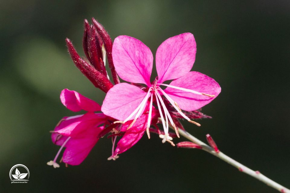 Gaura Winterhart Und Wunderschön Tipps Für Die Pflege Der Prachtkerze