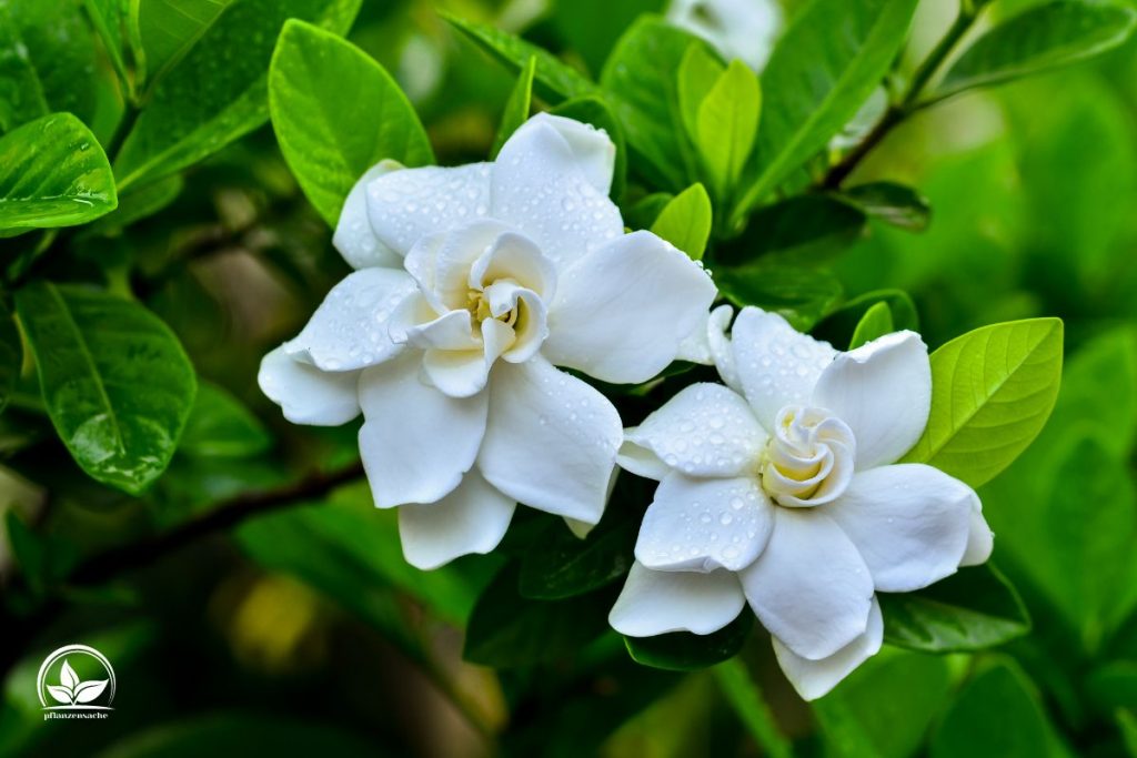 Gardenie-Gardenia-Jasminoides