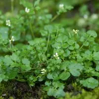 Gartenschaumkraut-Cardamine-Hirsuta_-Unkraut-Mit-Tollem-Geschmack