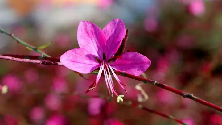 Gaura Winterhart Und Wunderschön: Tipps Für Die Pflege Der Prachtkerze