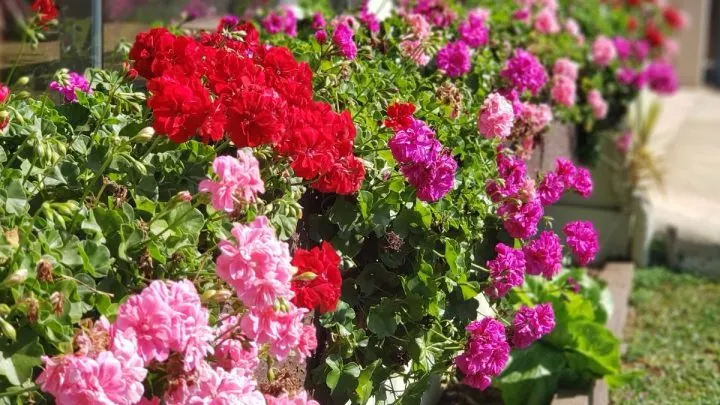 Geranien Überwintern: Gartentipps Und Tricks!