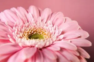 Gerbera-Blumen_-Wie-Pflegen-Wir-Gerbera-Richtig