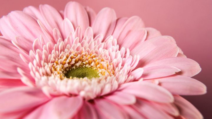 Gerbera Blumen: Wie Pflegen Wir Gerbera Richtig?