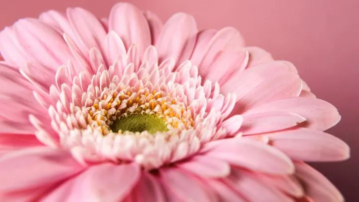 Gerbera Blumen: Wie Pflegen Wir Gerbera Richtig?
