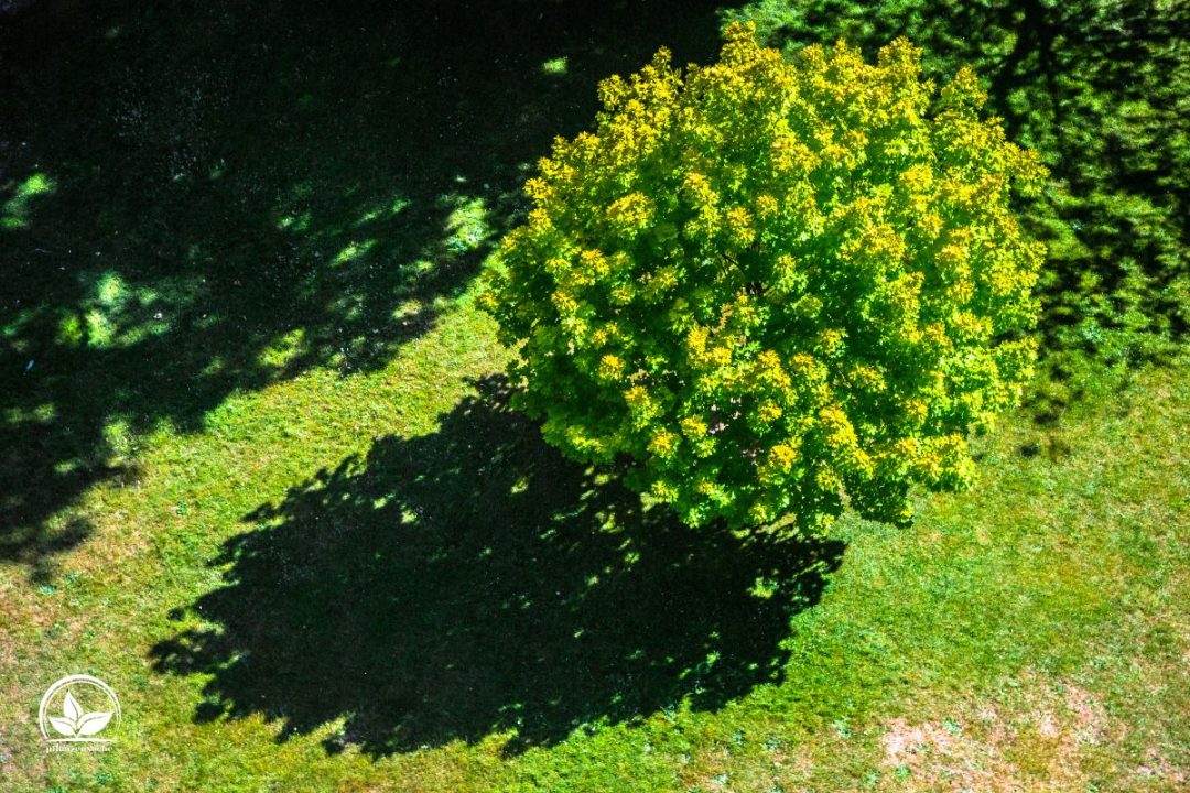 Kugelbaum Immergrün Die 9 Schönsten Sorten Für Garten Und