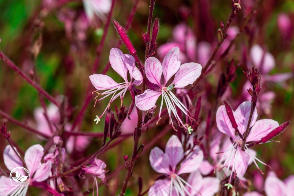 Gaura Winterhart Und Wunderschön Tipps Für Die Pflege Der Prachtkerze