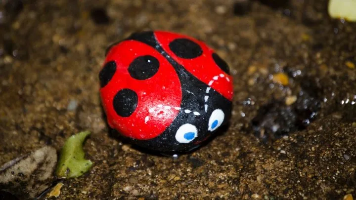 Kleine Käfer In Der Wohnung: Endlich Käfer Frei Mit Diesen Tipps!