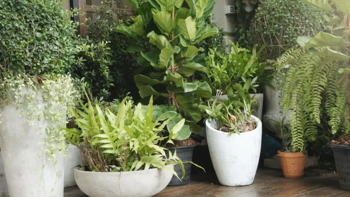 Kübelpflanzen Terrasse Volle Sonne: Sonnenliebhaber