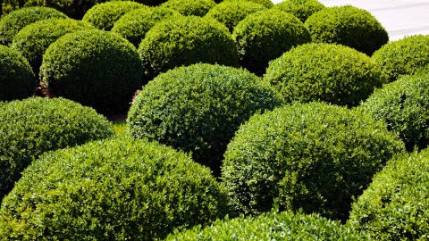 Kugelbaum Immergrün Die 9 Schönsten Sorten Für Garten Und