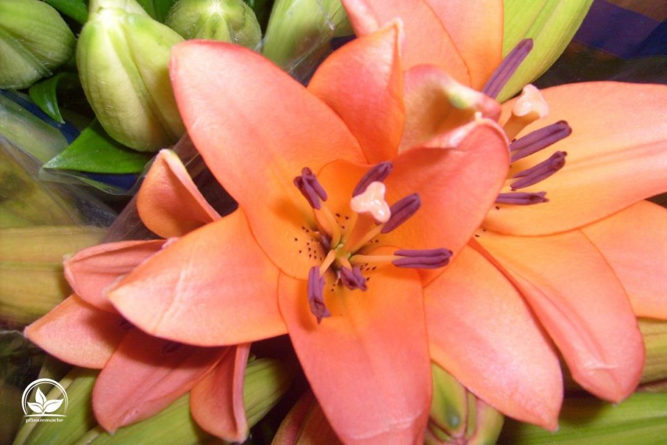 Lilien im Topf Tipps Und Tricks Zur Pflanzung Und Pflege Der Lilien