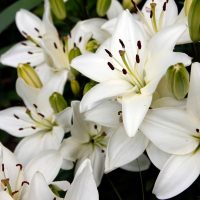 Lilien-im-Topf_-Tipps-Und-Tricks-Zur-Pflanzung-Und-Pflege-Der-Lilien