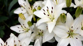 Lilien im Topf Tipps Und Tricks Zur Pflanzung Und Pflege Der Lilien