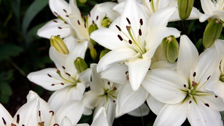 Lilien im Topf: Tipps Und Tricks Zur Pflanzung Und Pflege Der Lilien!