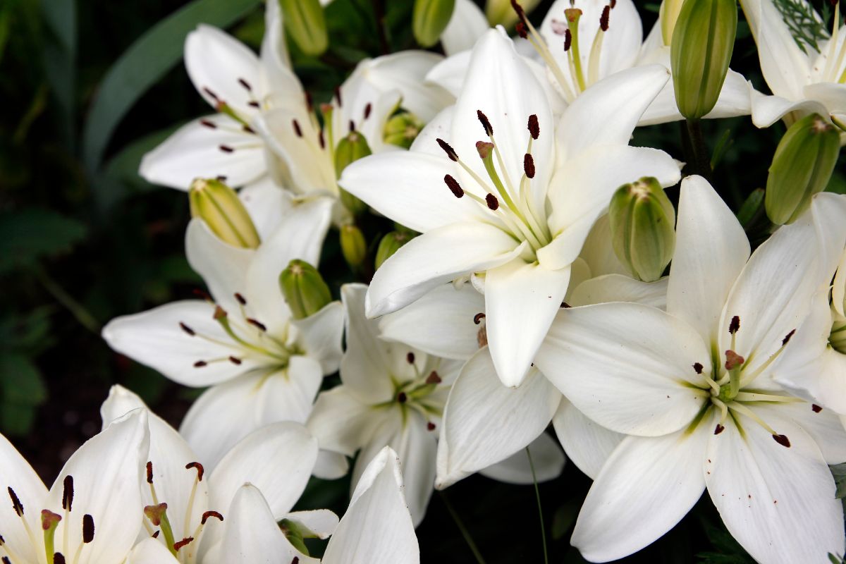 Lilien im Topf Tipps Und Tricks Zur Pflanzung Und Pflege Der Lilien